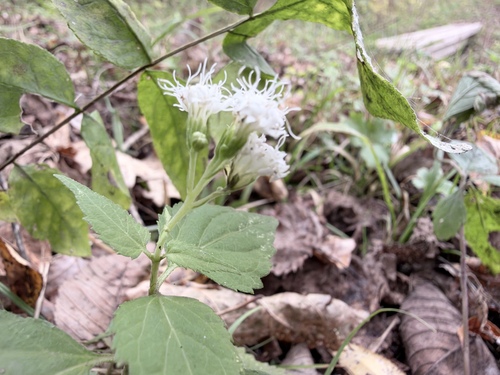 white snakeroot