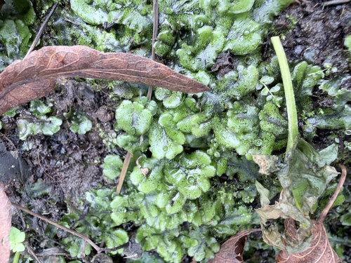 Common Liverwort