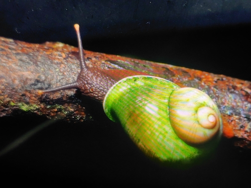 Giant Land Snail