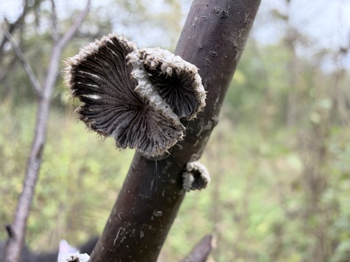 splitgill mushroom