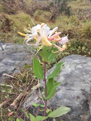 Common Honeysuckle