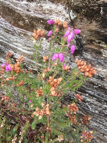 Bell Heather