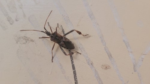 Western Conifer Seed Bug