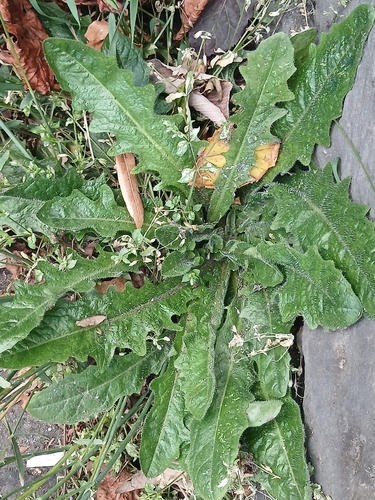 Common Cat's-ear