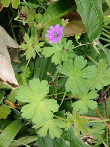 Hedgerow Crane's-bill
