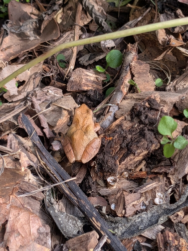 Spring Peeper