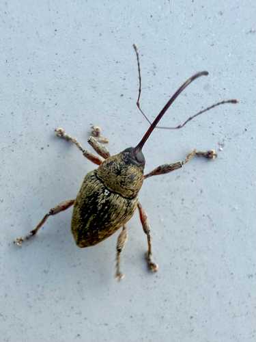 acorn weevil