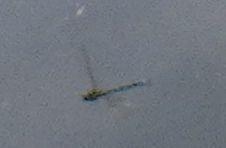 Southern Hawker