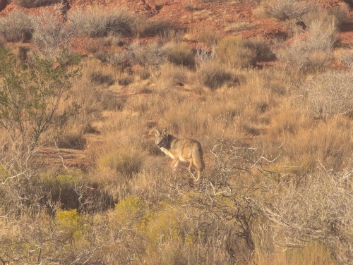 Coyote