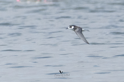 Black Tern