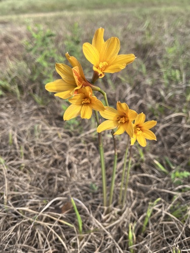 Rio Grande copper lily