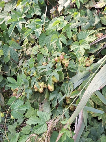 common hops