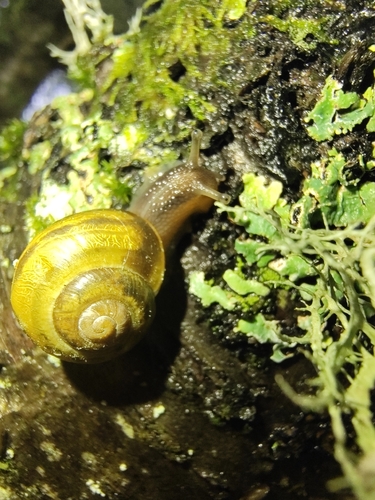 Cepaea