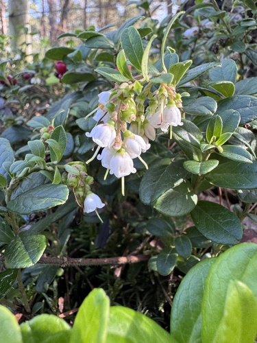 Lingonberry