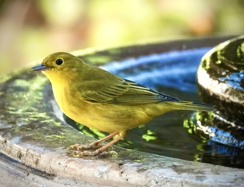 Northern Yellow Warbler