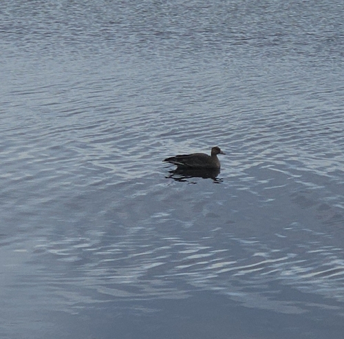 Greater White-fronted Goose