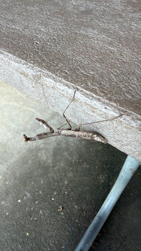 Carolina Mantis