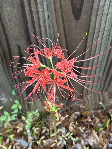 red spider lily