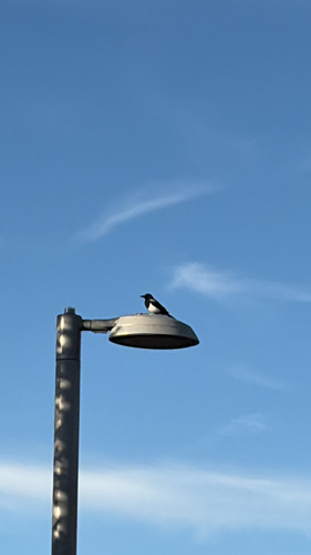 Eurasian Magpie