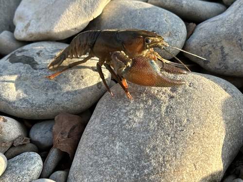 Signal Crayfish