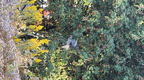 Common Wood-Pigeon