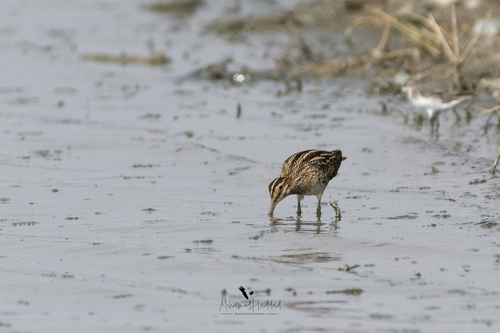 Common Snipe