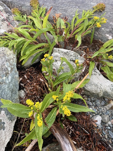 northern seaside goldenrod