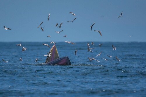 Eden's Whale