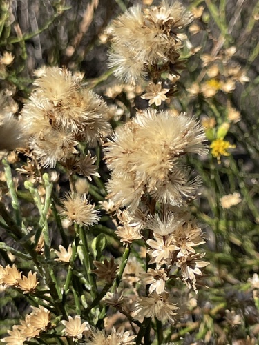 California Broomsage