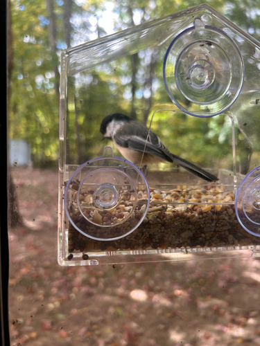 Black-capped Chickadee