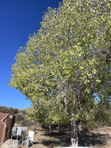 Frémont Cottonwood
