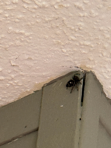 Bold Jumping Spider