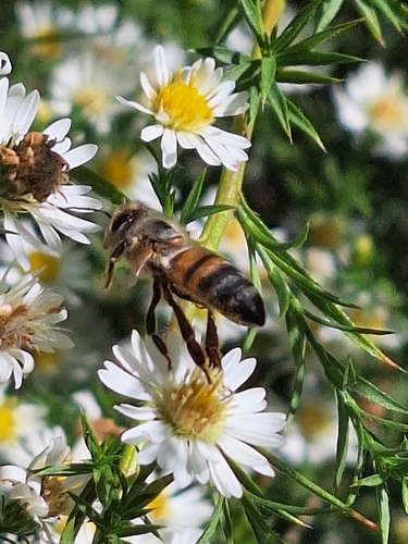 Western Honey Bee