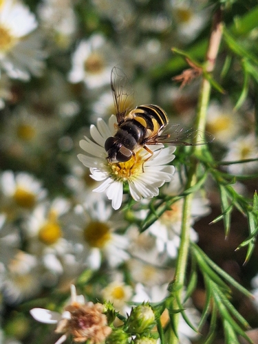 Transverse-banded Flower Fly