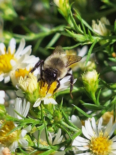 Common Eastern Bumble Bee