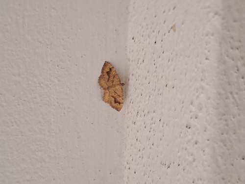Yellow Shell Moth