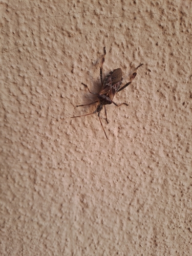 Western Conifer Seed Bug