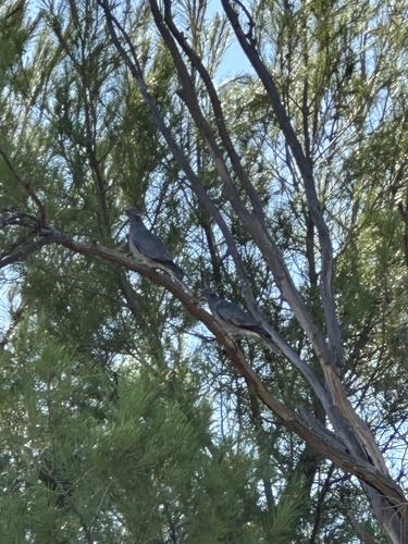 Band-tailed Pigeon