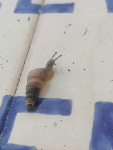Decollate Snail
