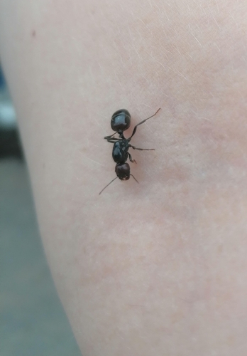 Barbary Harvester Ant