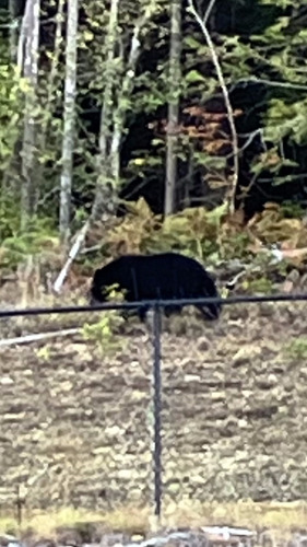 Black Bear sighting near Squamish