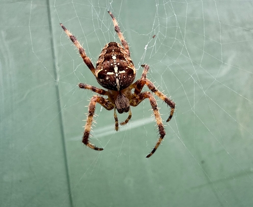 Cross Orbweaver