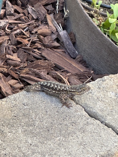 Western Fence Lizard
