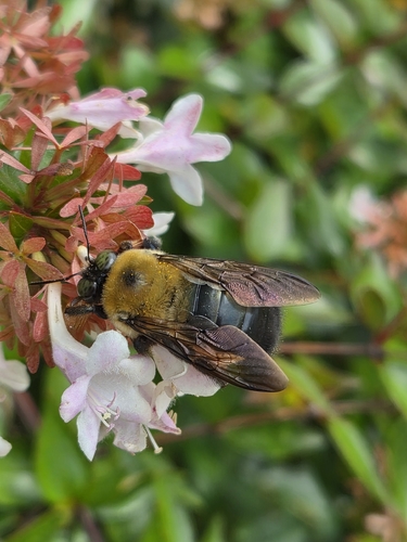 Eastern Carpenter Bee