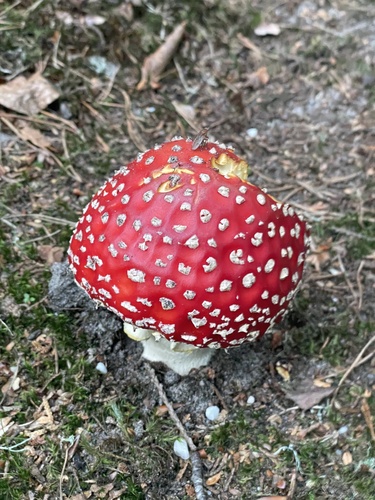 Fly Agaric
