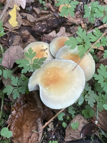 Sulphur Tuft