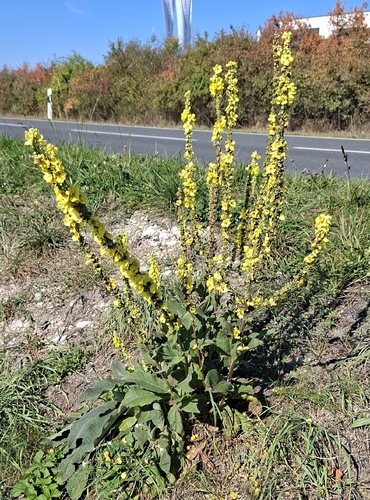 Dark Mullein