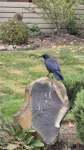 American Crow