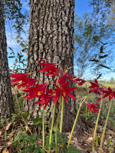 Oxblood Lily