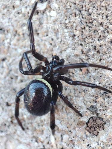 Mediterranean false black widow